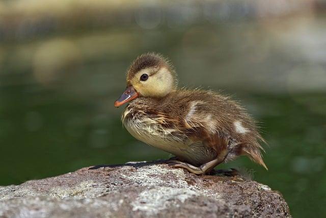 Introduction: Ducks⁤ as​ Dashboard ⁣Companions