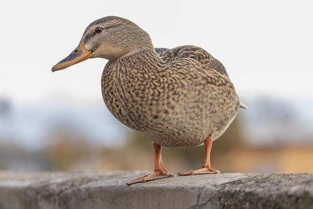 Challenges and Considerations of Keeping Ducks in Your Vehicle