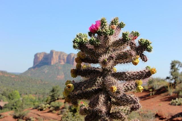 Which Pink Jeep Tour In Sedona Is The Best